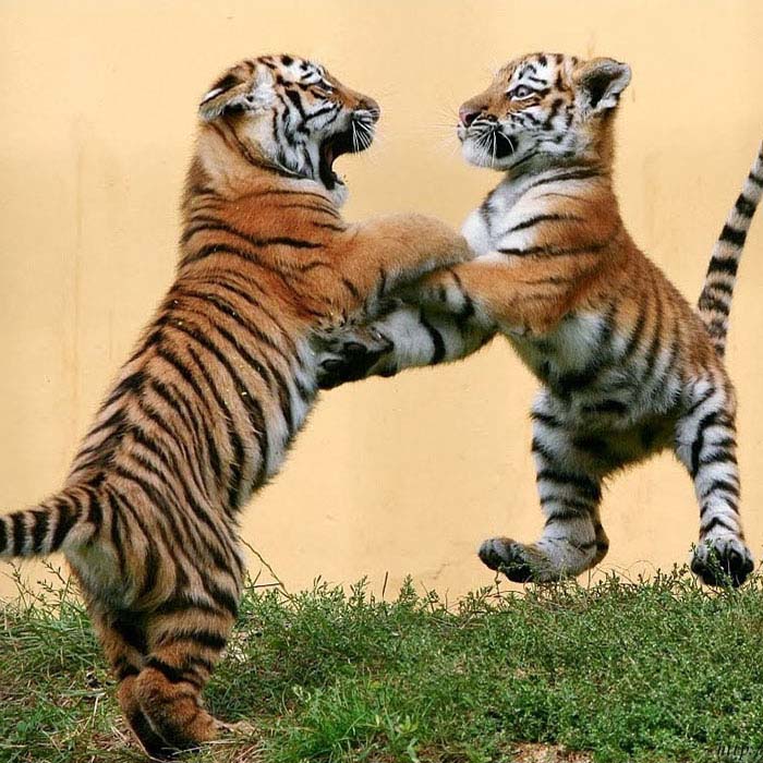 Rajasthan Wildlife Tour