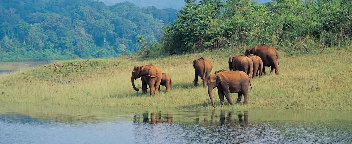 Periyar Wildlife Tour