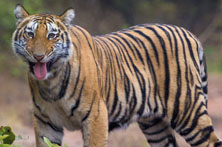 Tour to Jim Corbett