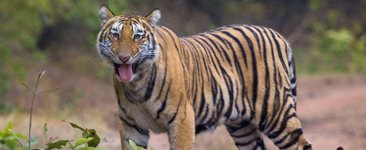 Jim Corbett Tour Package