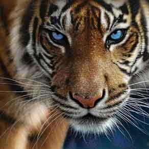 Wildlife Tour Package