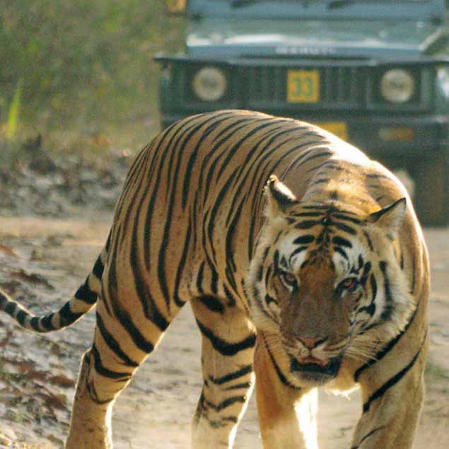 Golden Triangle Tour with Corbett
