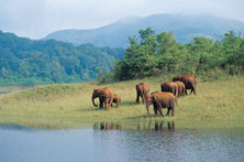 Periyar Wildlife Tour