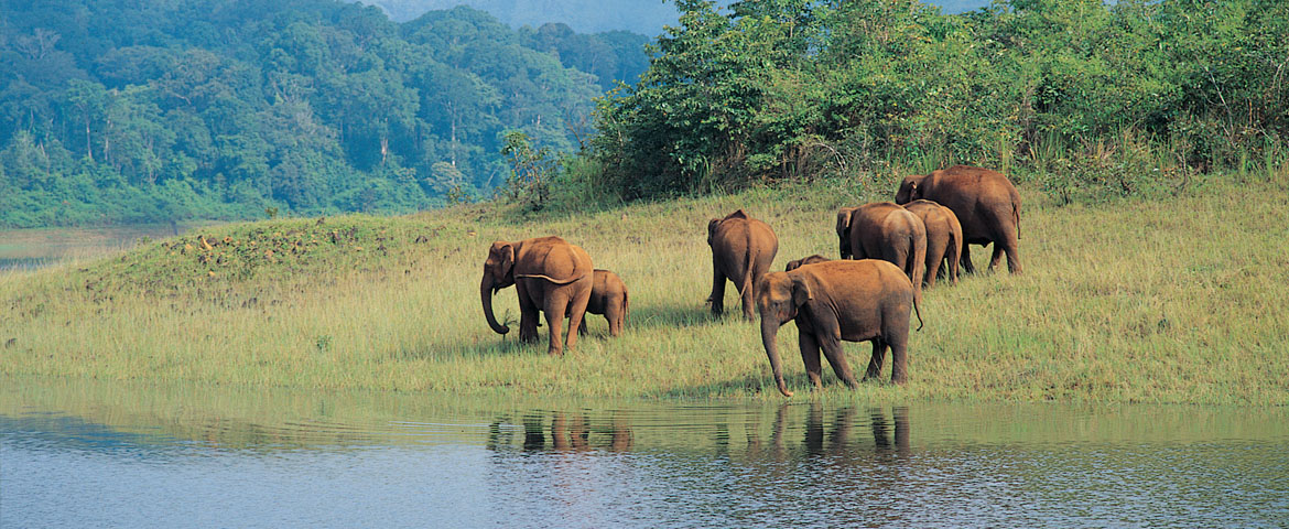 Periyar Wildlife Tour