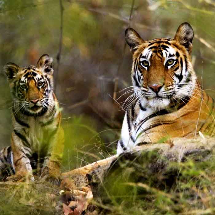 Rajasthan Wildlife Tour