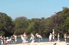 Bharatpur Bird Sanctuary, India