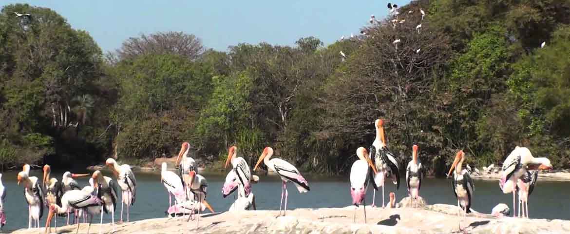 Bharatpur Bird Sanctuary, India