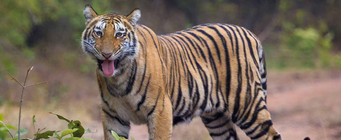 Sariska National Park