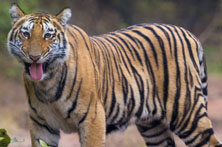 Sariska National Park